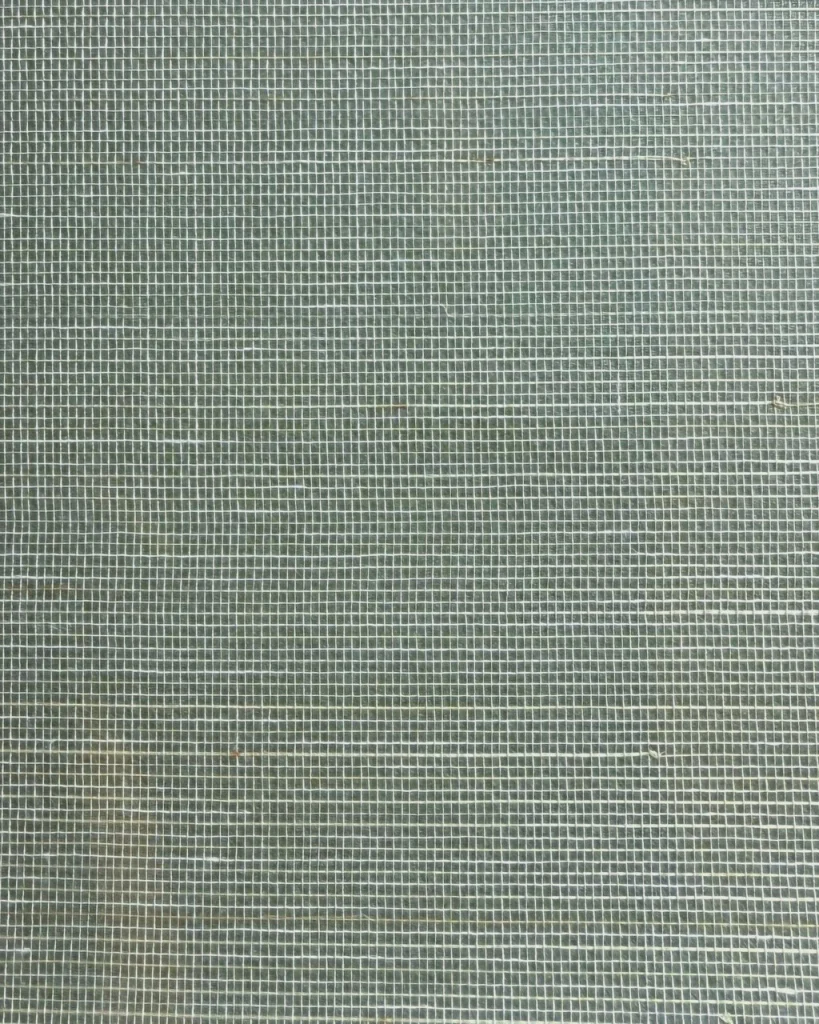 Abaca Fern 035