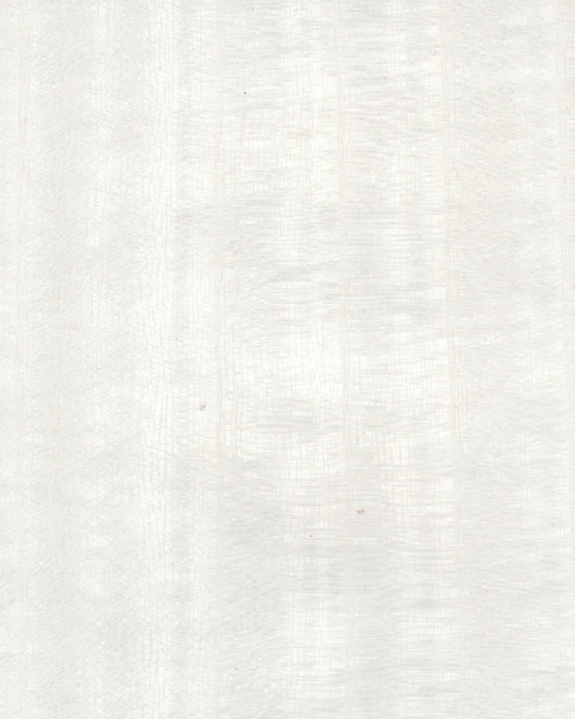 Paulonia WHITE  01