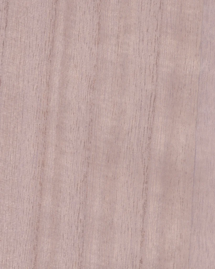 Paulonia DARK ASH 17